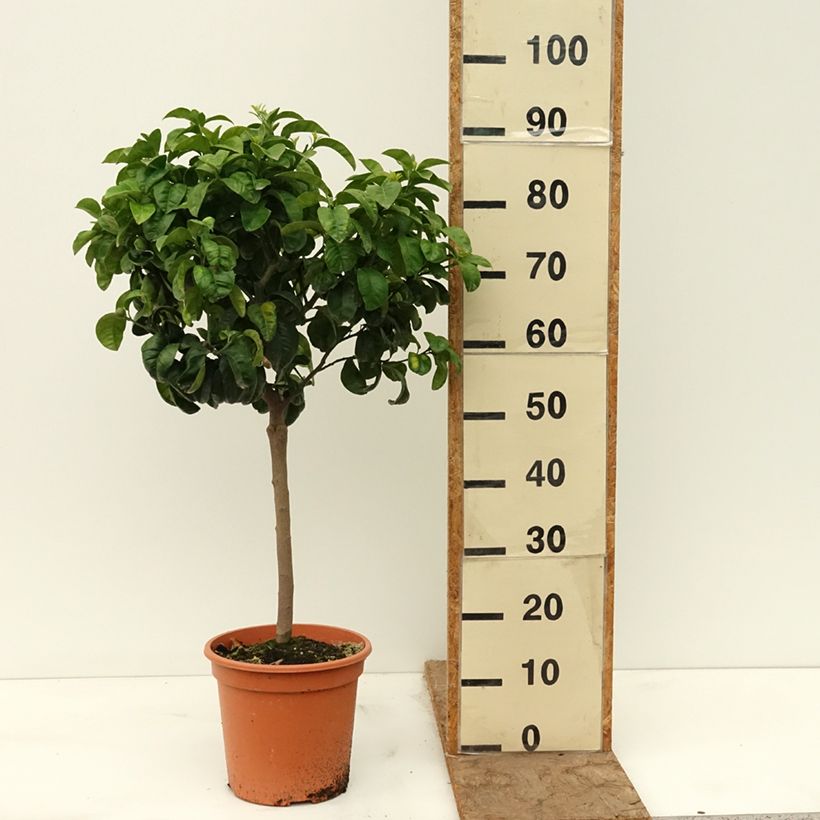 Spécimen de Bigaradier Bouquet de Fleur - Oranger amer Pot de 6L/7L, 1/4 de tige tel que livré au printemps