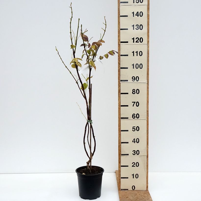 Spécimen de Bignone - Campsis x tagliabuana Ebony & Red Pot de 4L/5L tel que livré en automne