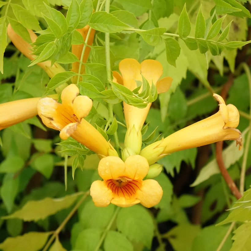Bignone Golden Trumpet - Campsis x tagliabuana (Floraison)