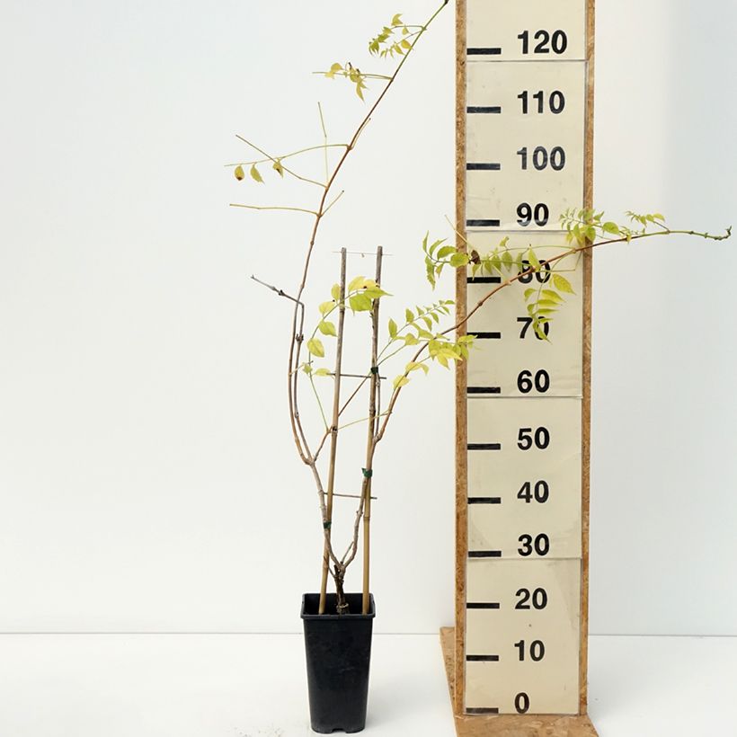 Spécimen de Bignone Golden Trumpet - Campsis x tagliabuana Pot de 3L/4L tel que livré en automne
