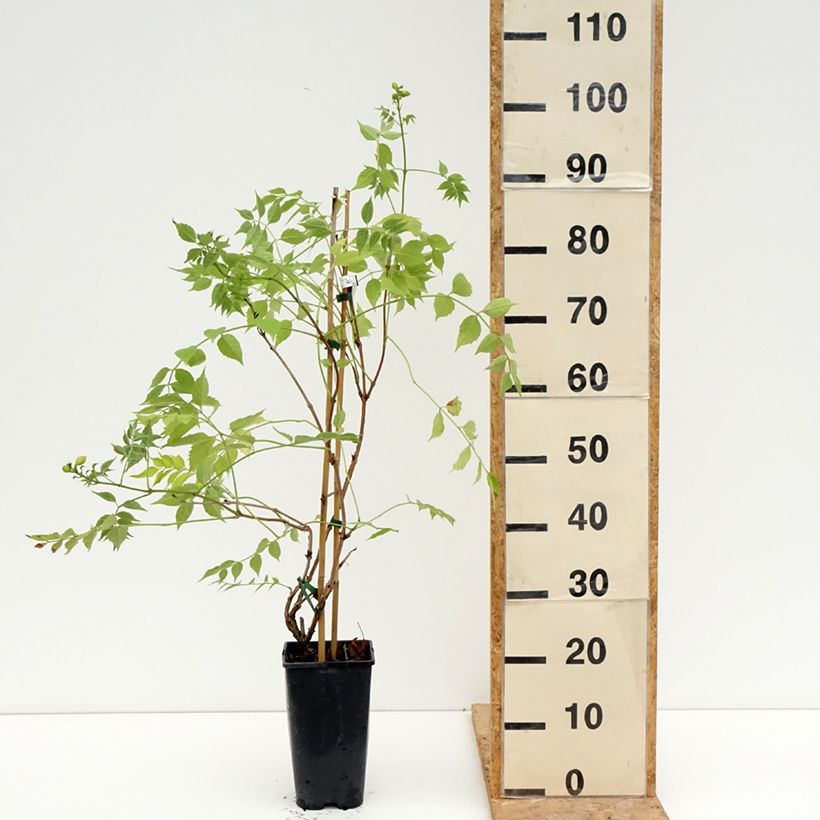 Spécimen de Bignone Golden Trumpet - Campsis x tagliabuana Pot de 3L/4L tel que livré en été