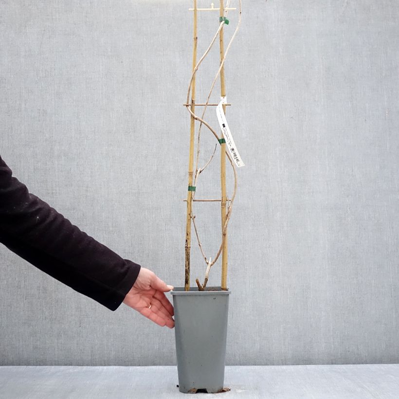 Spécimen de Bignone Golden Trumpet - Campsis x tagliabuana Pot de 3L/4L tel que livré en hiver