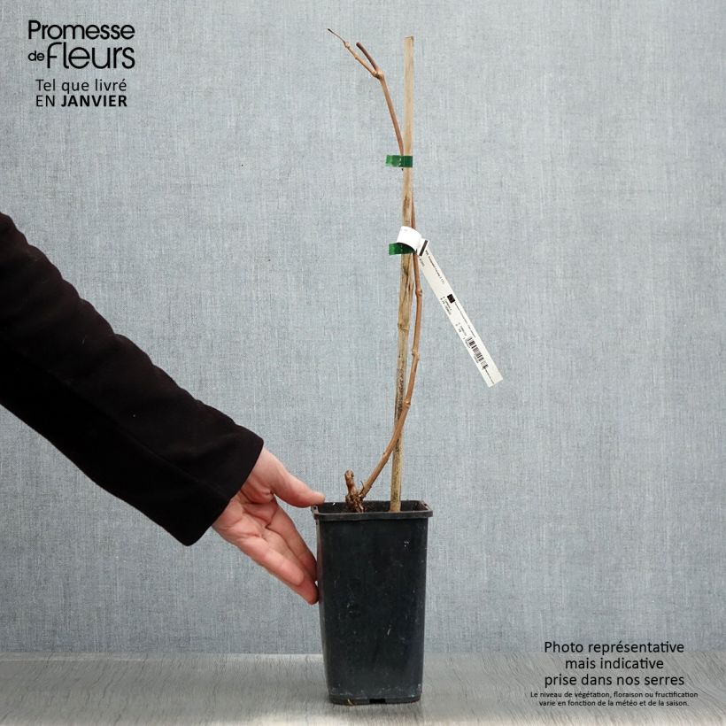 Spécimen de Bignone Orangeade - Campsis x tagliabuana Tracamp Pot de 1,5L/2L tel que livré en hiver