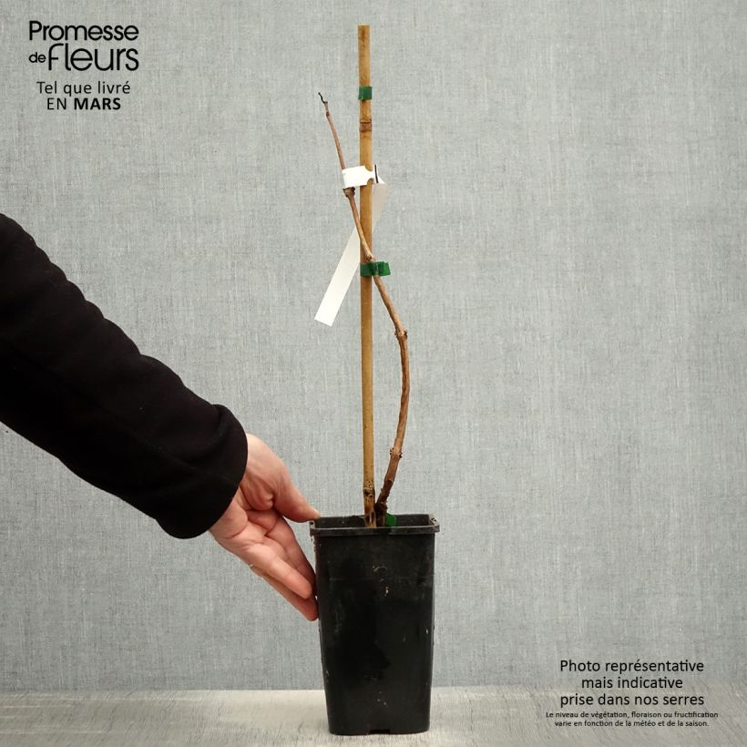 Campsis tagliabuana Orangeade - Bignonia Vaso da 1,5L/2L esemplare consegnato in primavera