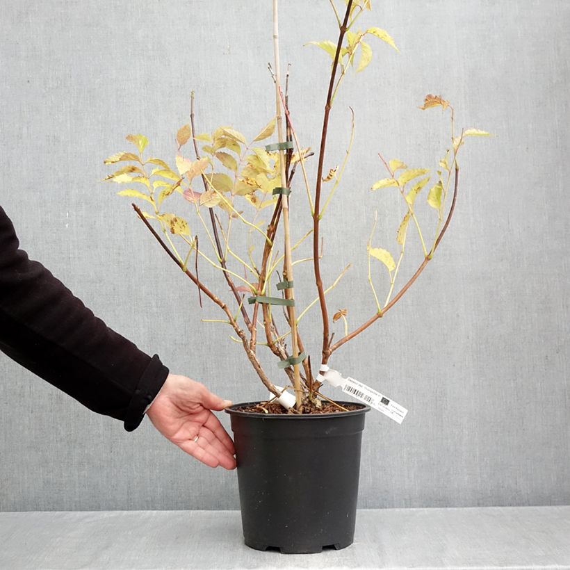 Spécimen de Bignone Orangeade - Campsis x tagliabuana Tracamp Pot de 6L/7L tel que livré en automne