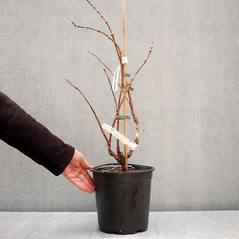 Spécimen de Bignone Orangeade - Campsis x tagliabuana Tracamp Pot de 6L/7L tel que livré en hiver