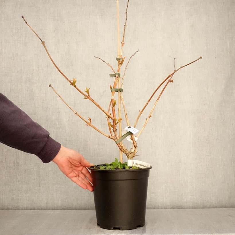 Spécimen de Bignone Orangeade - Campsis x tagliabuana Tracamp Pot de 6L/7L tel que livré au printemps