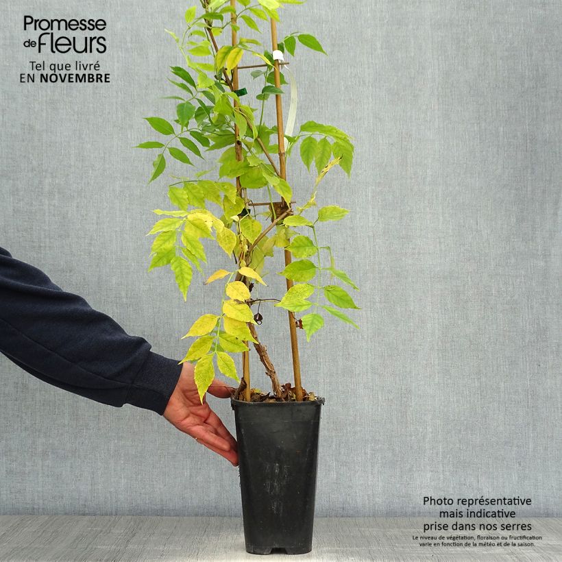 Spécimen de Bignone, Trompette de Virginie Atropurpurea - Campsis radicans Pot de 2L/3L tel que livré en automne