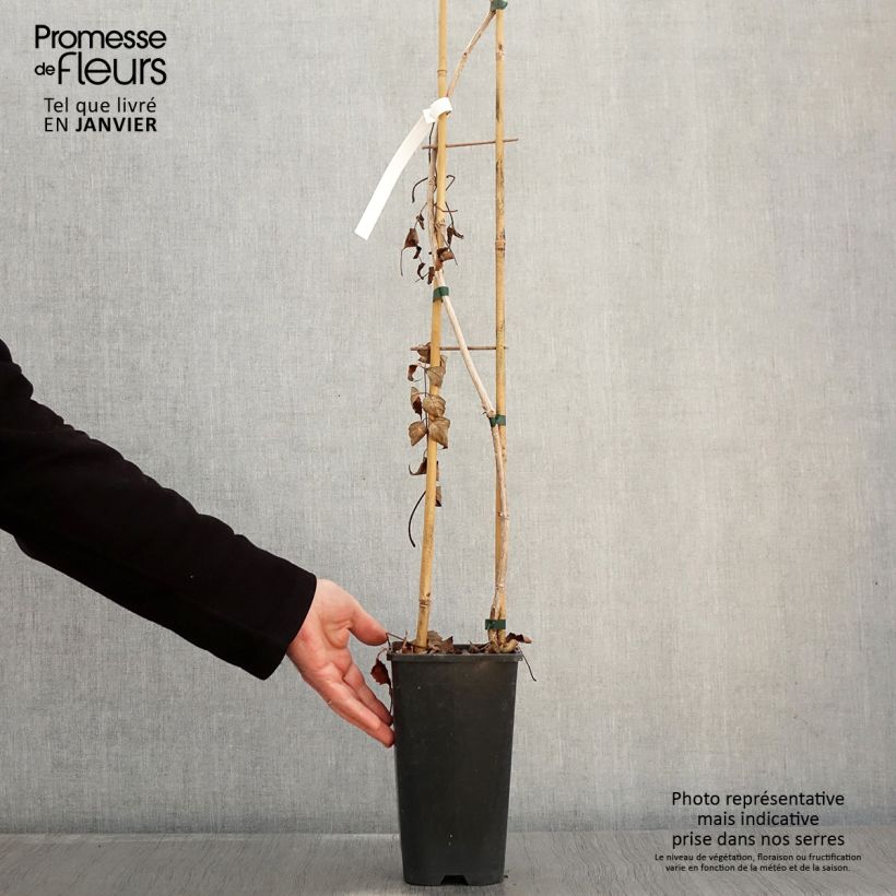 Spécimen de Bignone, Trompette de Virginie Atropurpurea - Campsis radicans Pot de 2L/3L tel que livré en hiver