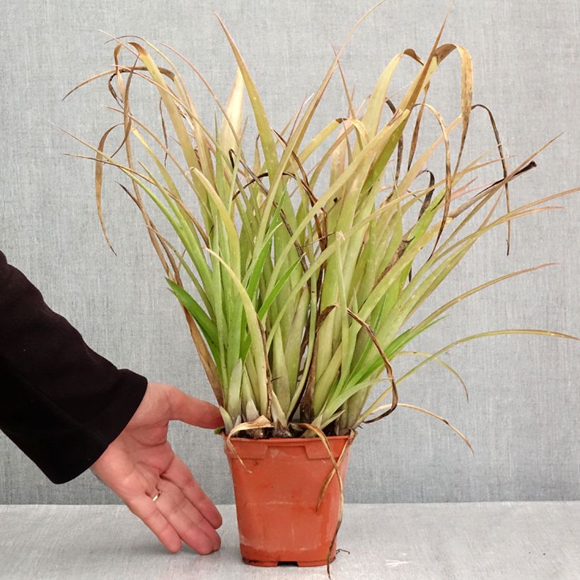 Spécimen de Billbergia nutans Pot de 1L/1,5L tel que livré en automne
