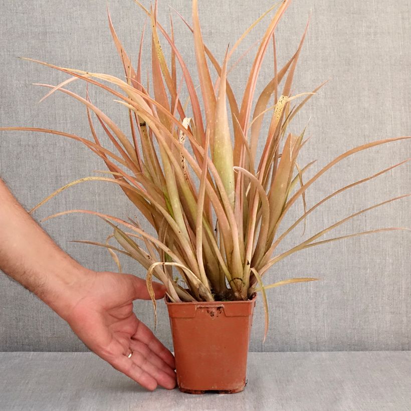 Spécimen de Billbergia nutans Pot de 1L/1,5L tel que livré en été