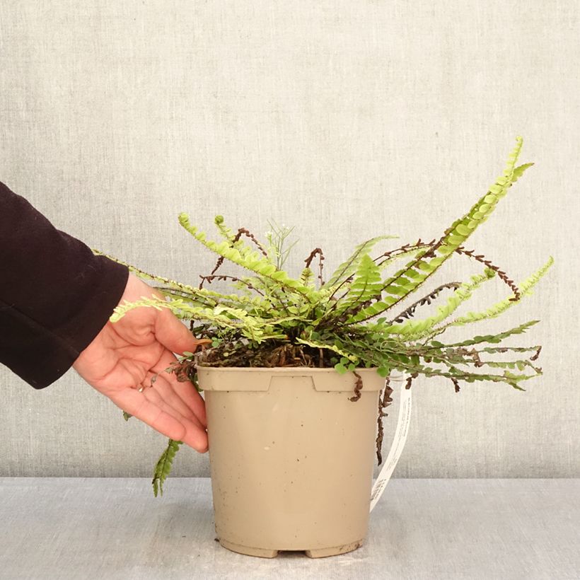 Spécimen de Blechnum fluviatile Pot de 3L/4L tel que livré au printemps