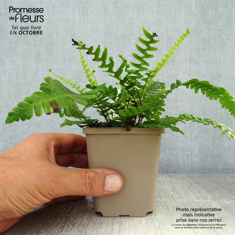 Spécimen de Blechnum spicant -  Fougère pectinée Godet de 8/9 cm tel que livré en automne