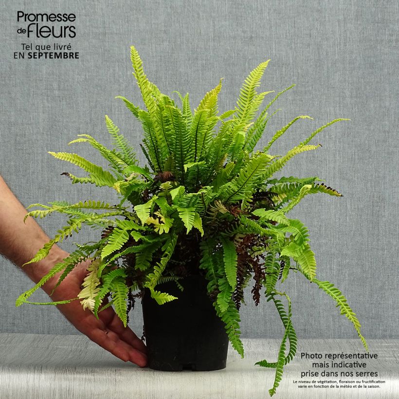 Spécimen de Blechnum spicant -  Fougère pectinée Pot de 2L/3L tel que livré en automne