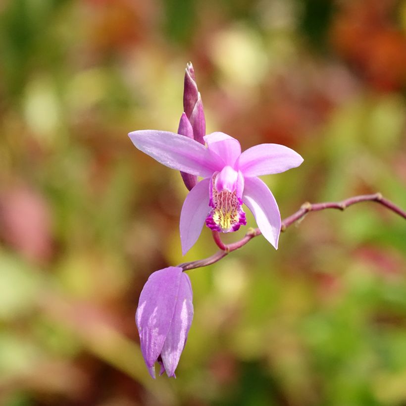 Bletilla Penway Paris - Orchidée jacinthe (Floraison)
