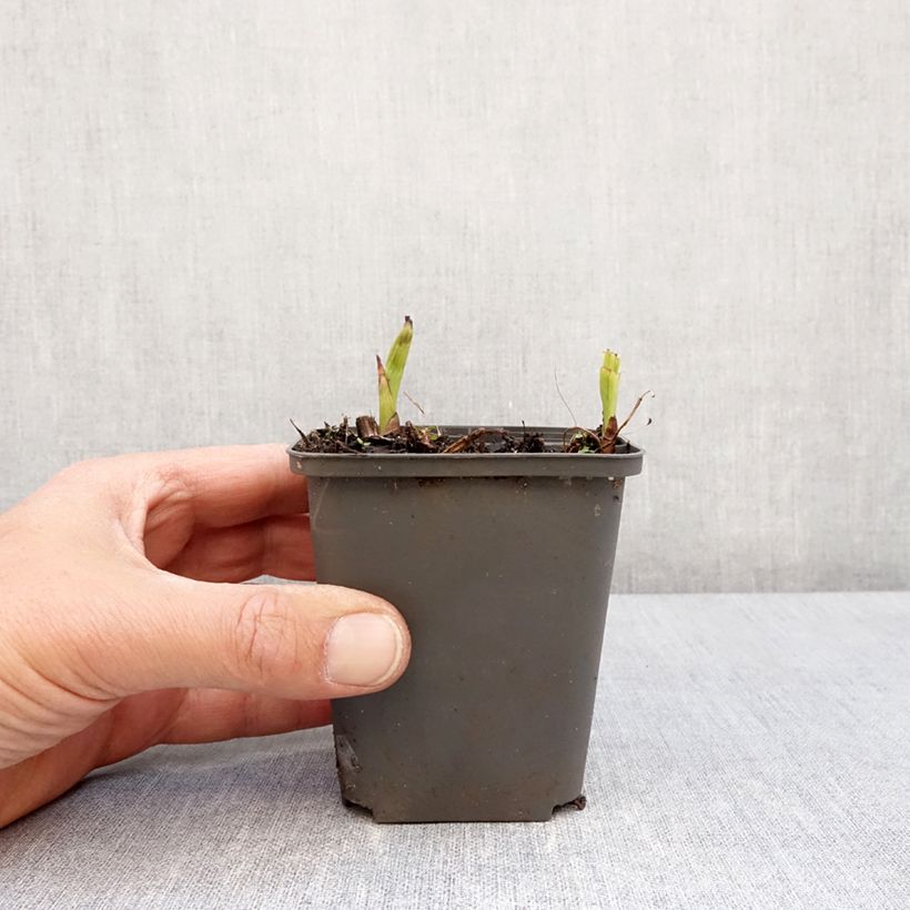 Spécimen de Bletilla Penway Paris - Orchidée jacinthe Godet de 8/9 cm tel que livré au printemps