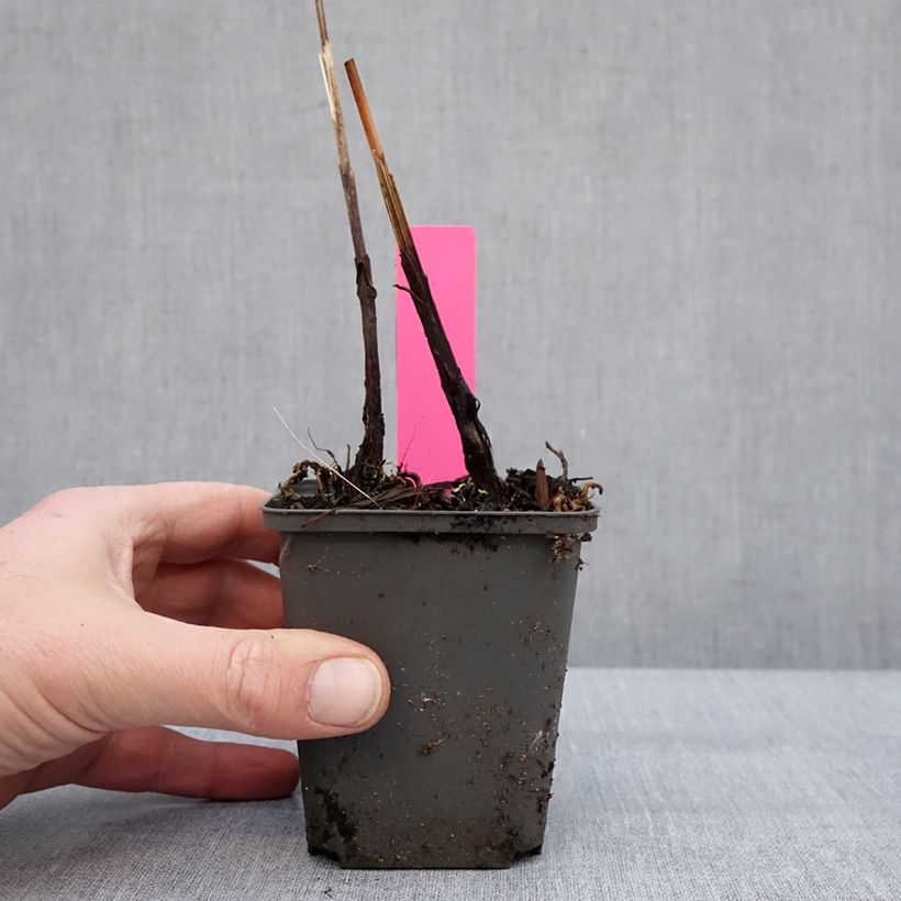 Spécimen de Bletilla Penway Paris - Orchidée jacinthe Godet de 8/9 cm tel que livré en hiver