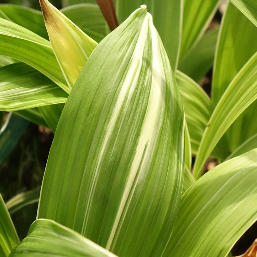 Bletilla striata Alba - Orchidée jacinthe Blanche  (Feuillage)