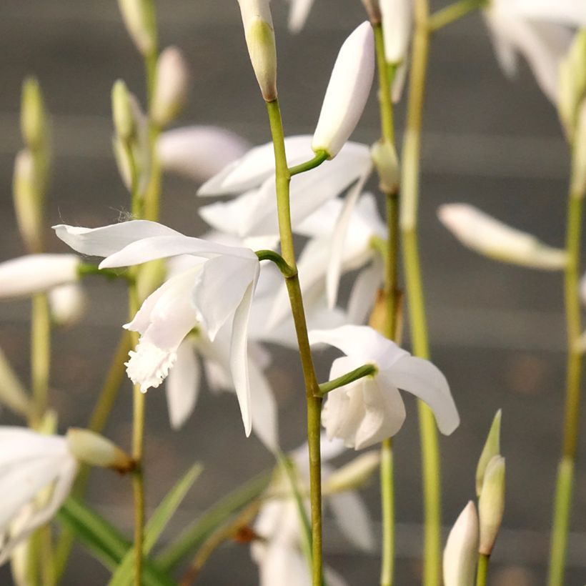 Bletilla striata Alba - Orchidée jacinthe Blanche  (Floraison)