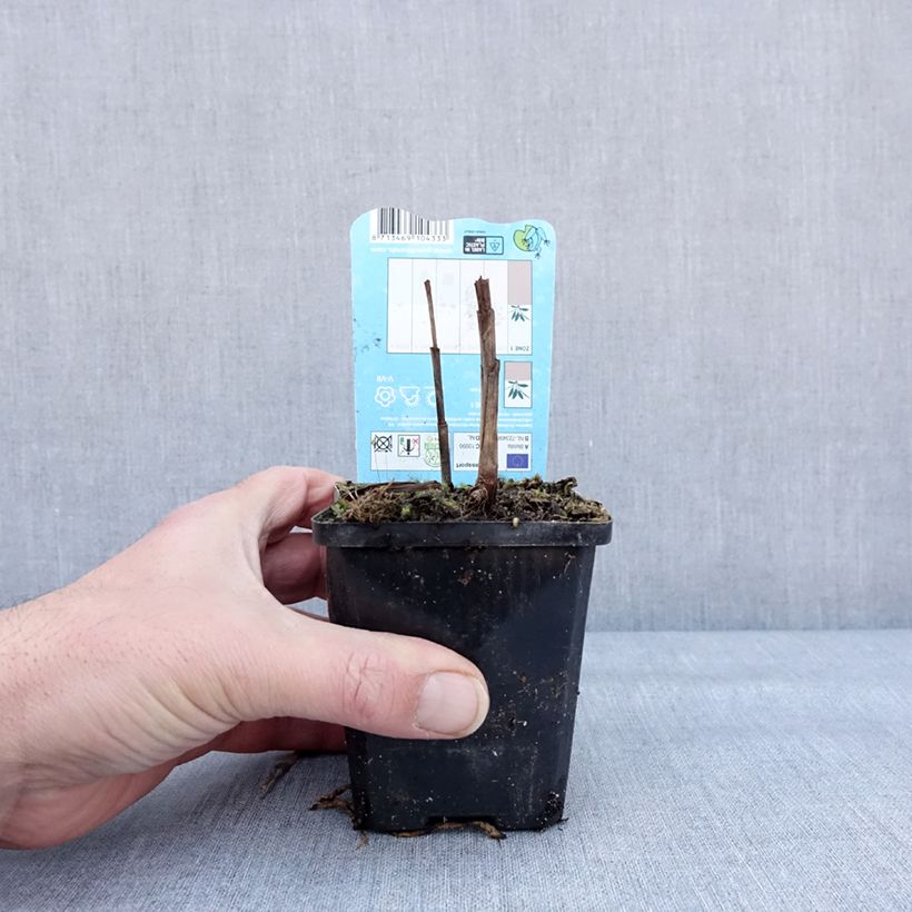 Spécimen de Bletilla striata Alba - Orchidée jacinthe Blanche  Godet de 8/9 cm calibre I tel que livré en hiver