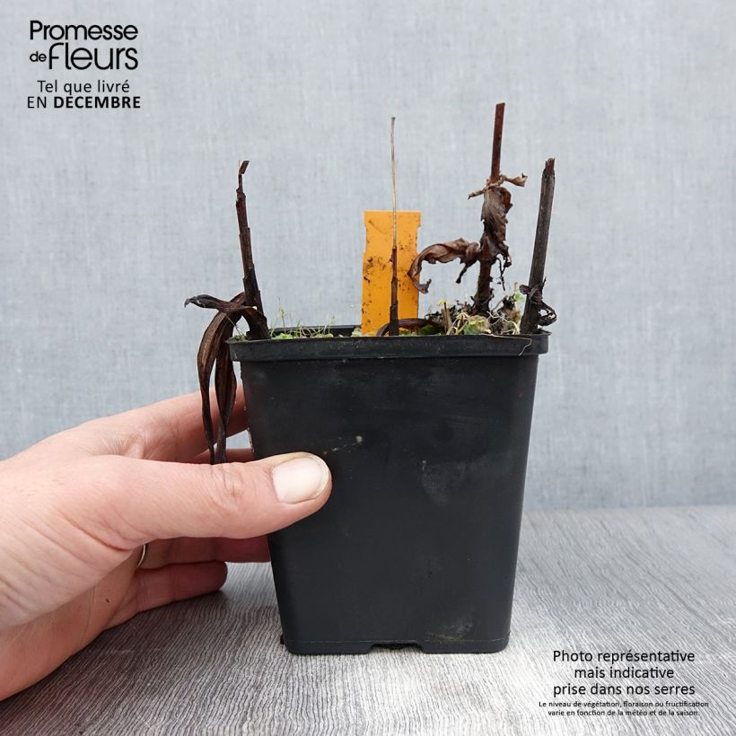 Spécimen de Bletilla striata Alba - Orchidée jacinthe Blanche  Pot de 1L/1,5L tel que livré en hiver