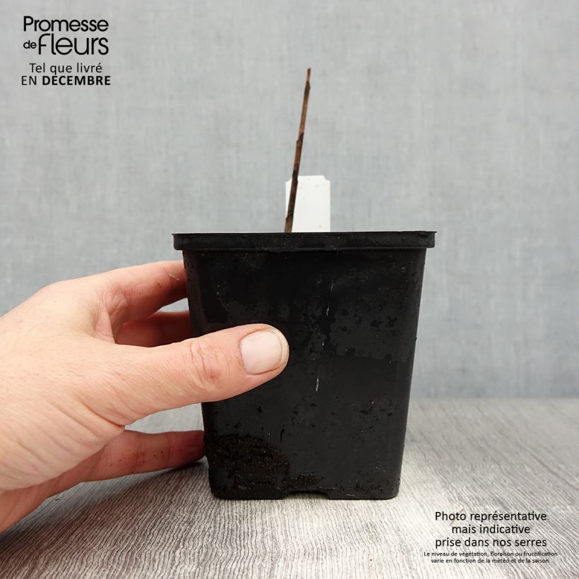 Spécimen de Bletilla striata Kuchi-beni - Orchidée jacinthe Godet de 8/9 cm calibre I tel que livré en hiver