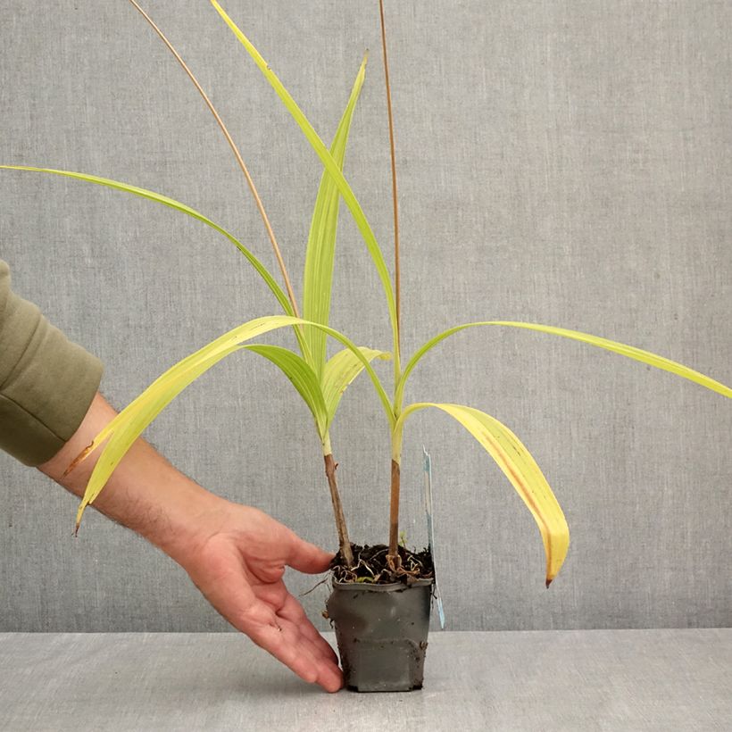 Spécimen de Bletilla striata - Orchidée jacinthe Godet de 8/9 cm tel que livré en automne