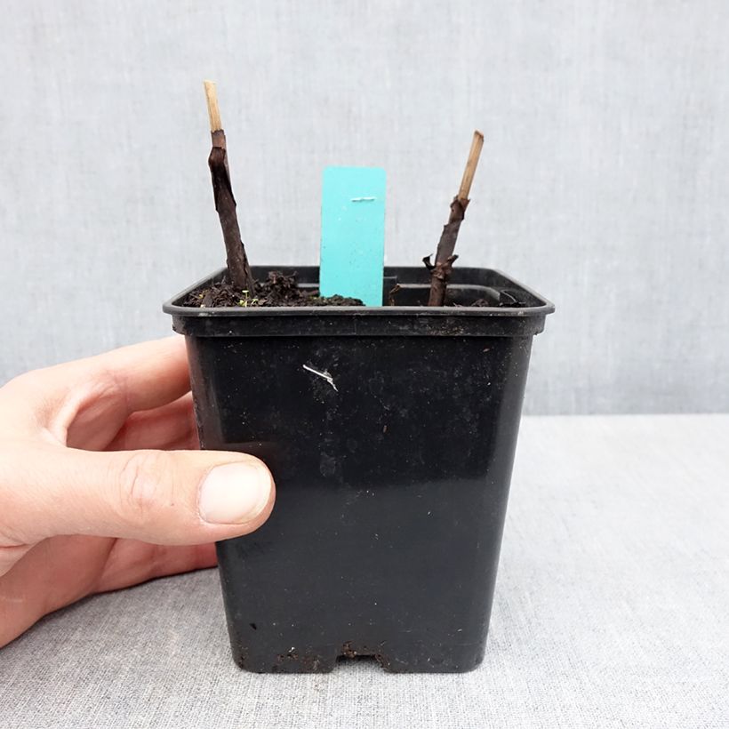 Amostra de Bletilla striata Purple Vaso de 8/9 cm tal como entregue na primavera