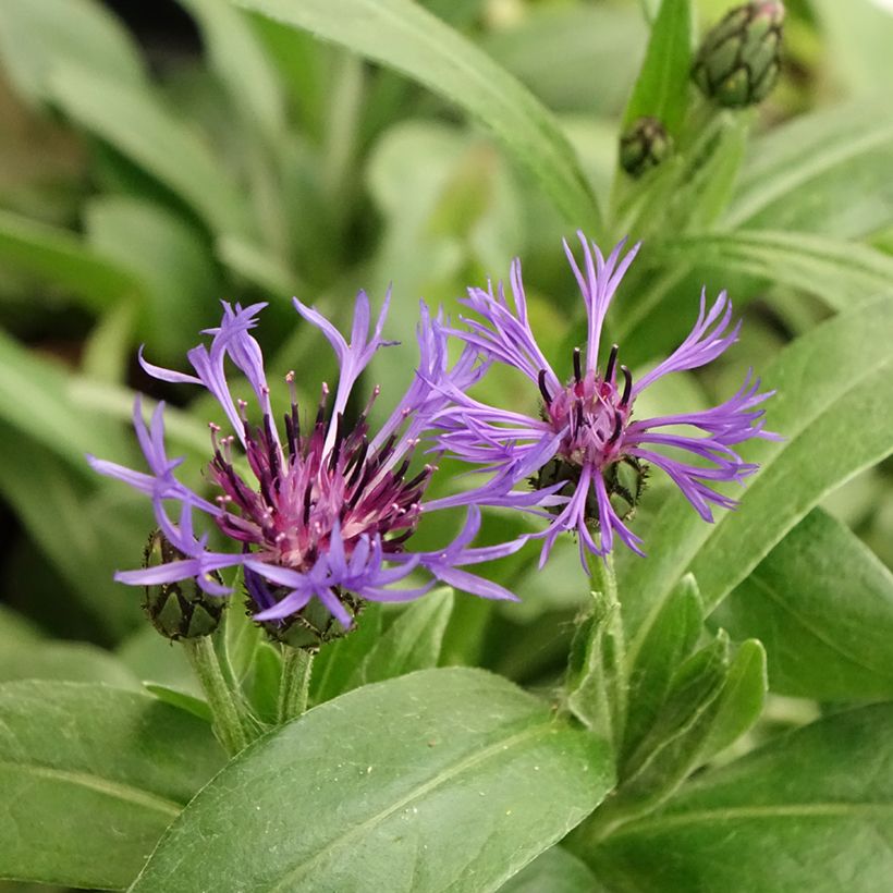 Bleuet des Montagnes - Centaurée montana (Floraison)