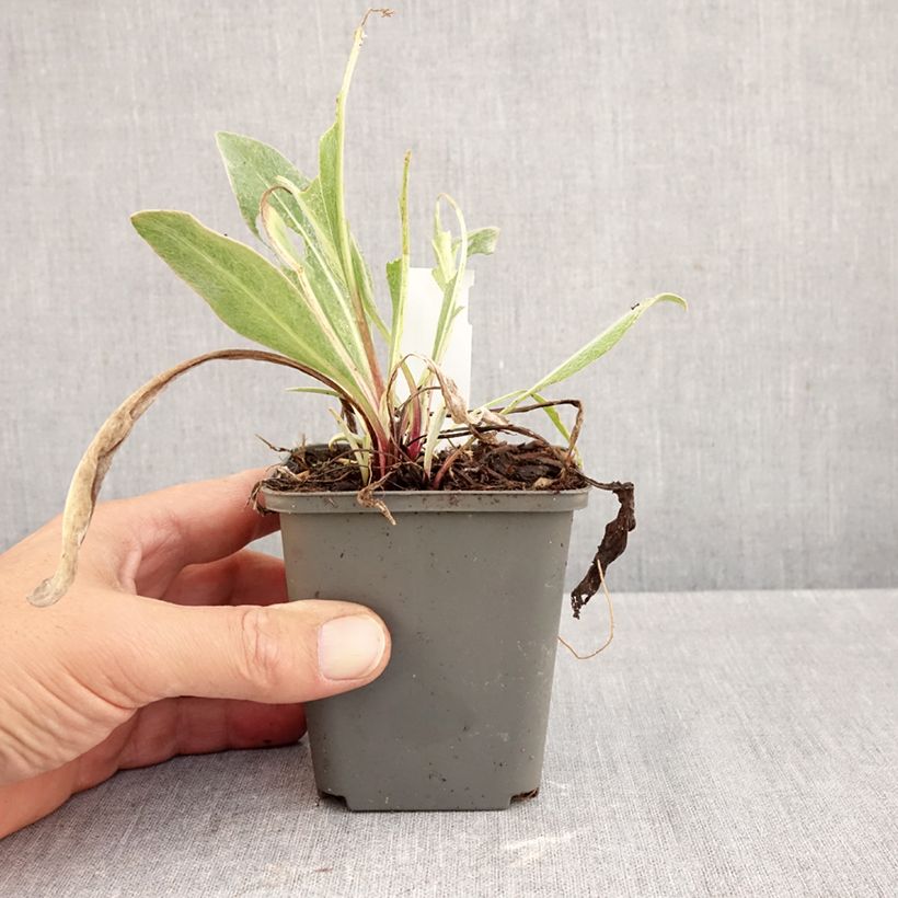 Spécimen de Bleuet des montagnes Sulphurea - Centaurea montana Godet de 8/9 cm tel que livré en automne