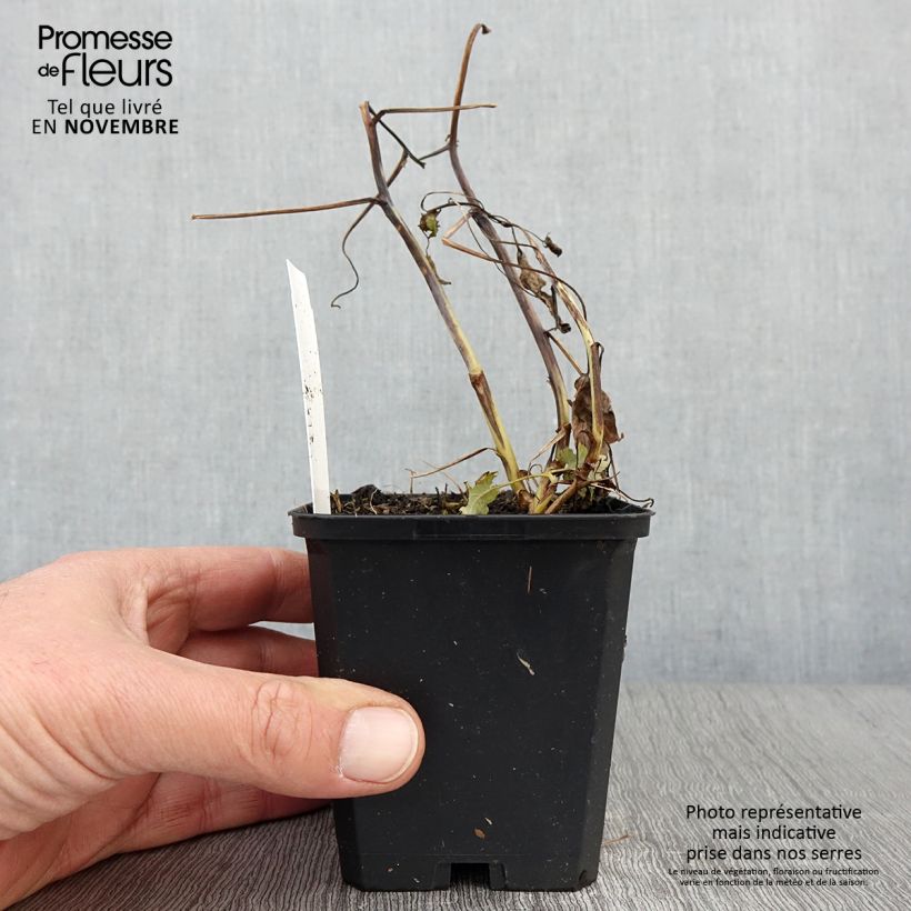 Spécimen de Bocconie cordée Flamingo - Macleaya cordata Godet de 8/9 cm tel que livré en automne