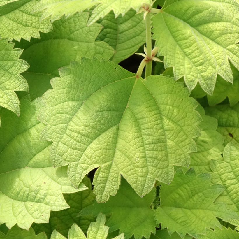 Boehmeria biloba (Feuillage)