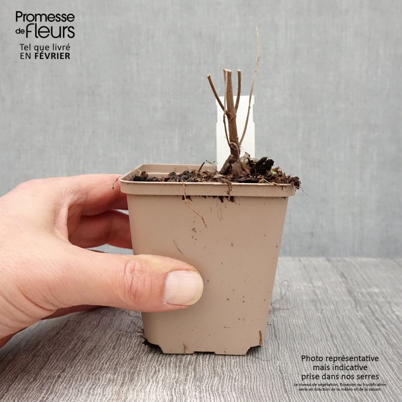 Spécimen de Boehmeria platanifolia - Ramie à feuilles de platane Godet de 8/9 cm tel que livré en hiver