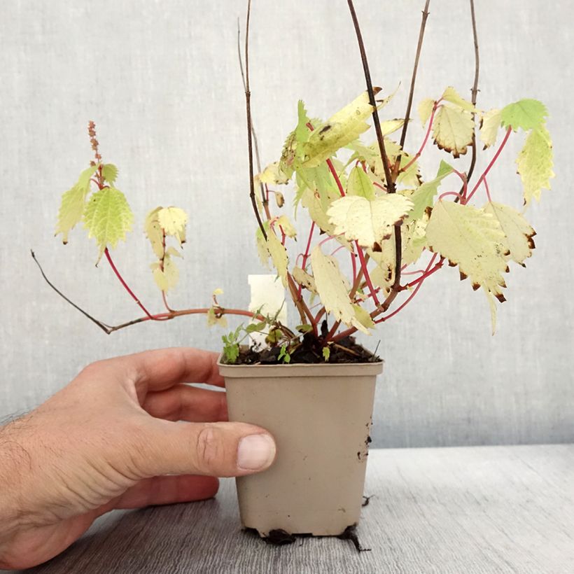 Spécimen de Boehmeria tricuspis - Ortie de Chine Godet de 8/9 cm tel que livré en automne