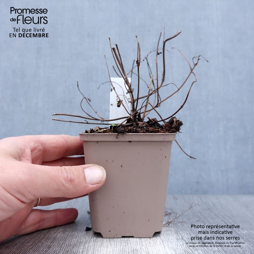 Spécimen de Boehmeria tricuspis - Ortie de Chine Godet de 8/9 cm tel que livré en hiver