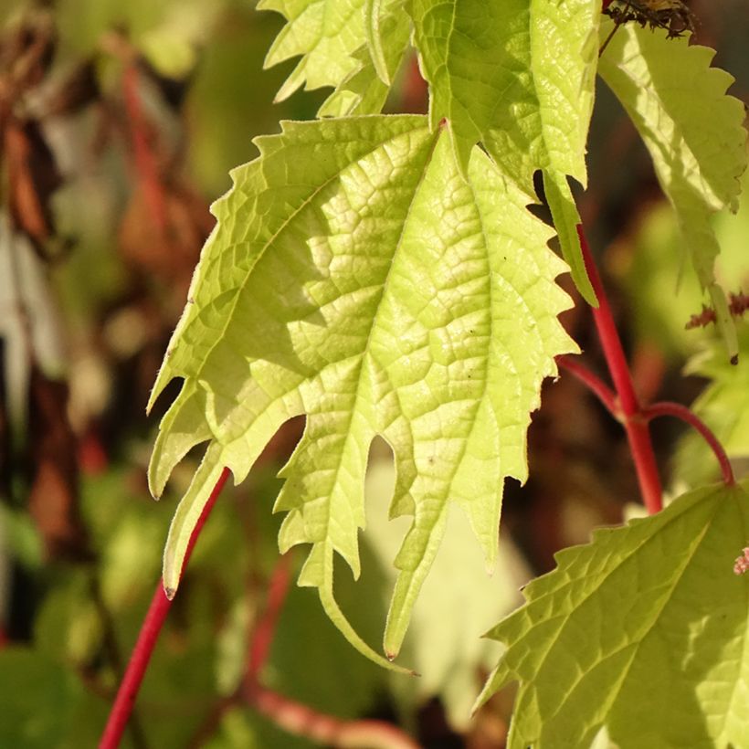 Boehmeria tricuspis - Ortie de Chine (Feuillage)