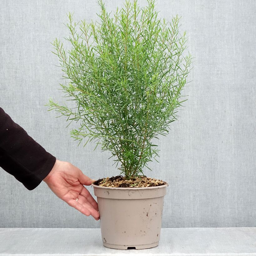 Spécimen de Boronia heterophylla - Boronie à feuillage varié. Pot de 3L/4L tel que livré en automne