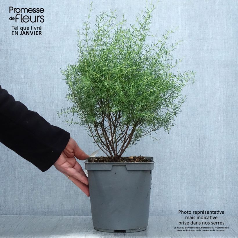 Spécimen de Boronia megastigma Tui - Boronie brune Pot de 4L/5L tel que livré en hiver