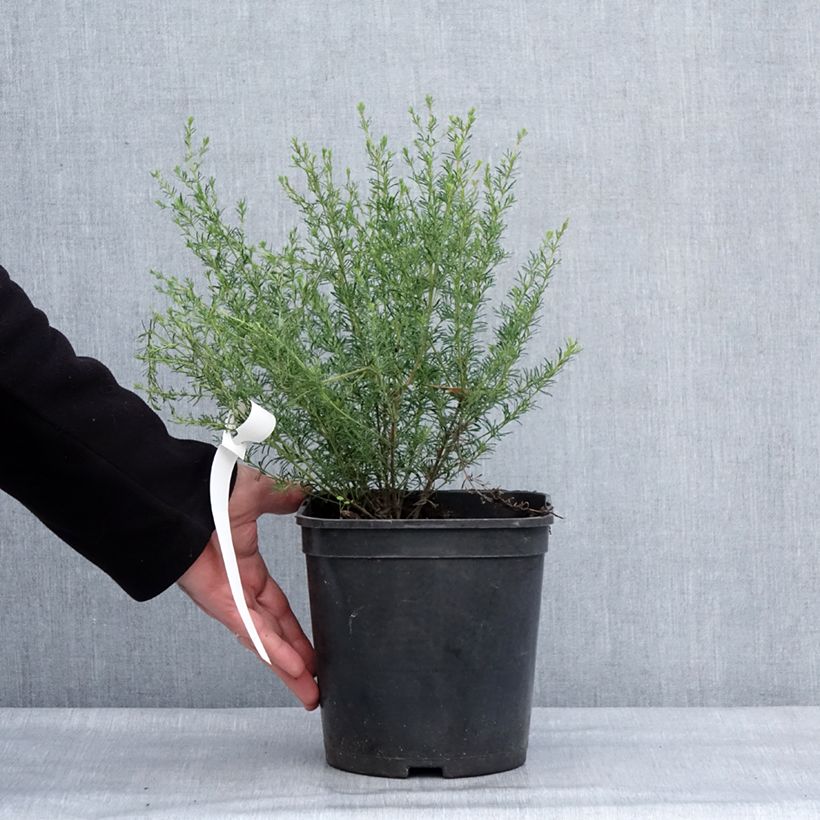 Spécimen de Boronia pilosa Rose Blossom - Boronie velue Pot de 4L/5L tel que livré en hiver