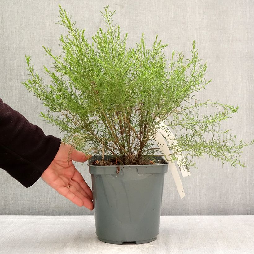 Spécimen de Boronia pilosa Rose Blossom - Boronie velue Pot de 4L/5L tel que livré au printemps