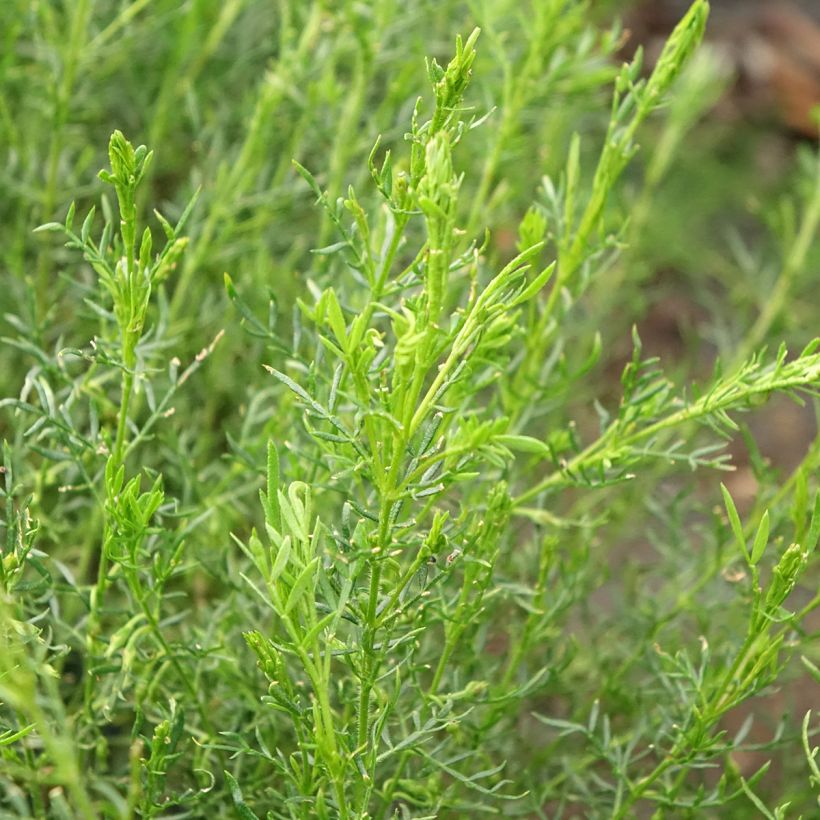 Boronia pilosa Rose Blossom - Boronie velue (Feuillage)