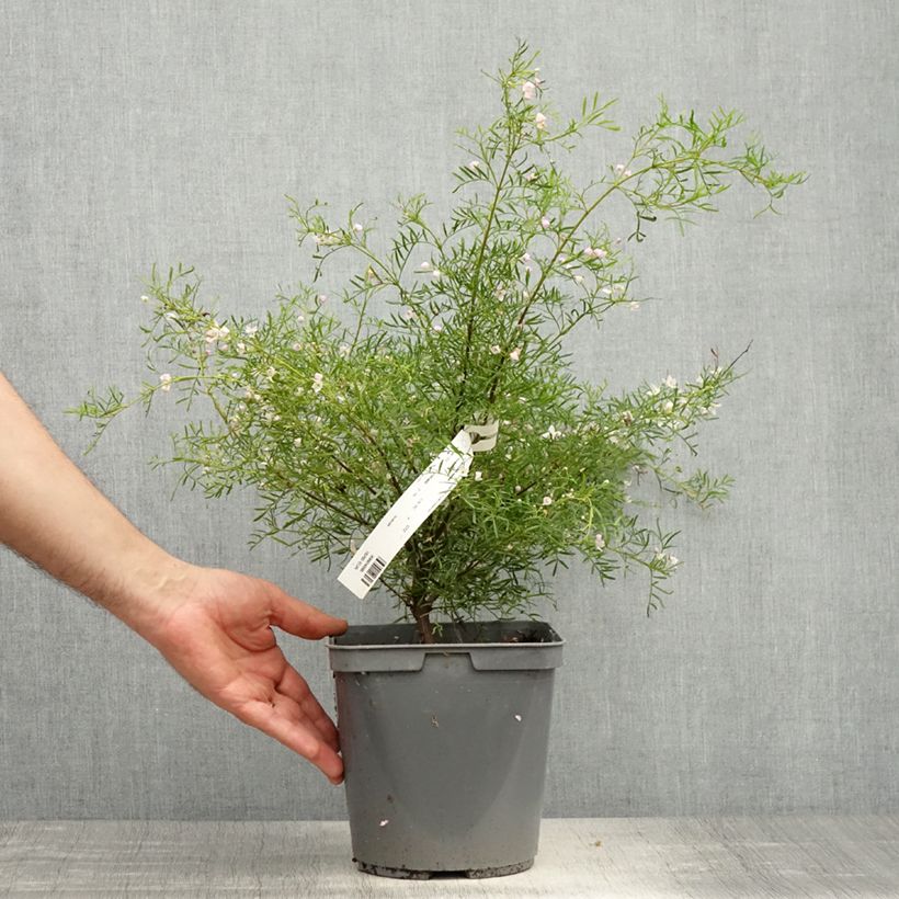 Spécimen de Boronia pinnata var. muelleri - Boronie forestière Pot de 4L/5L tel que livré au printemps