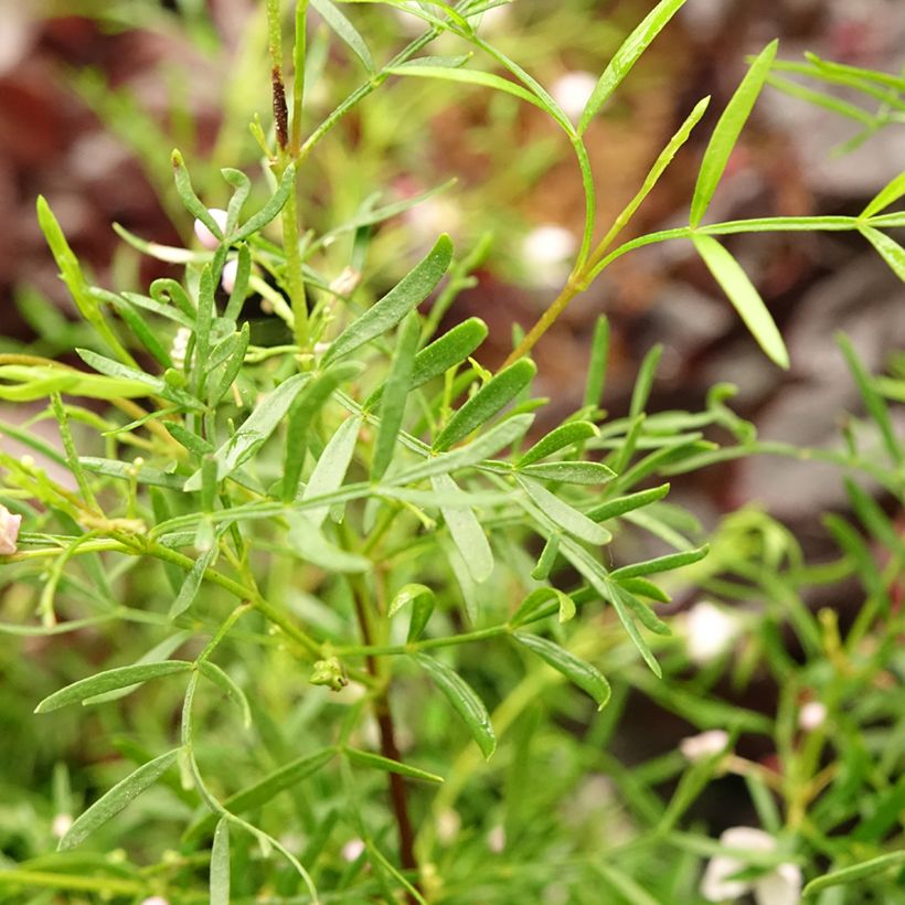 Boronia pinnata var. muelleri - Boronie forestière (Feuillage)
