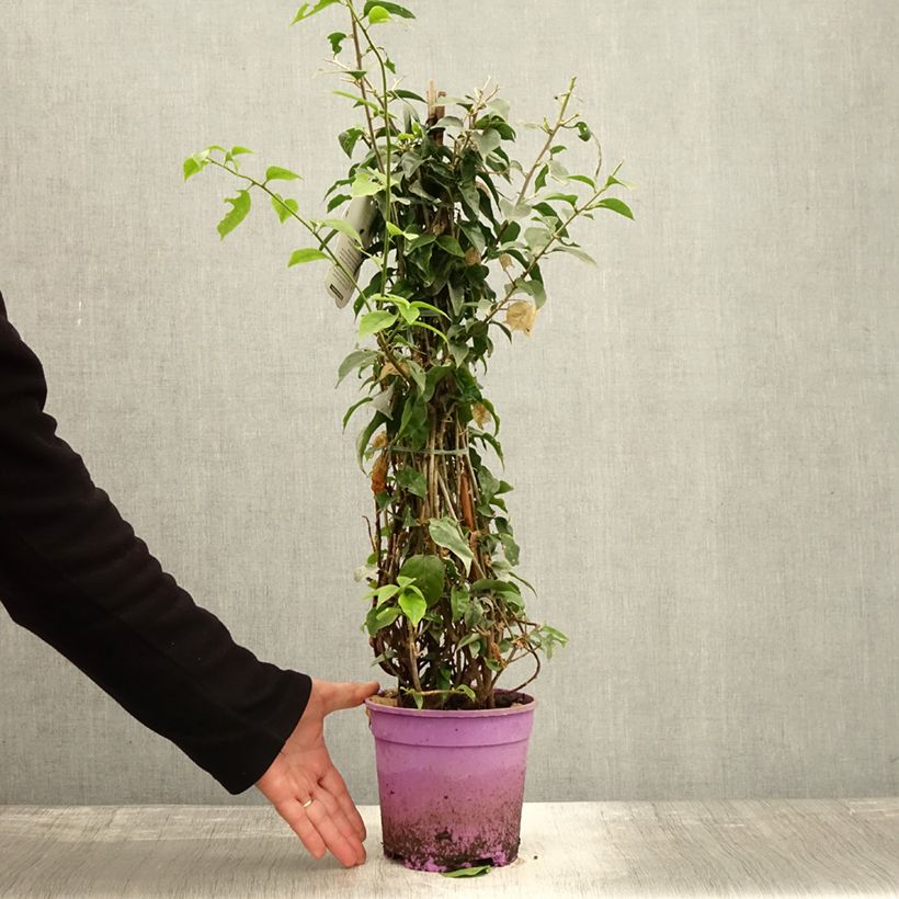 Spécimen de Bougainvillier glabra Sanderiana Pot de 2L/3L tel que livré en automne