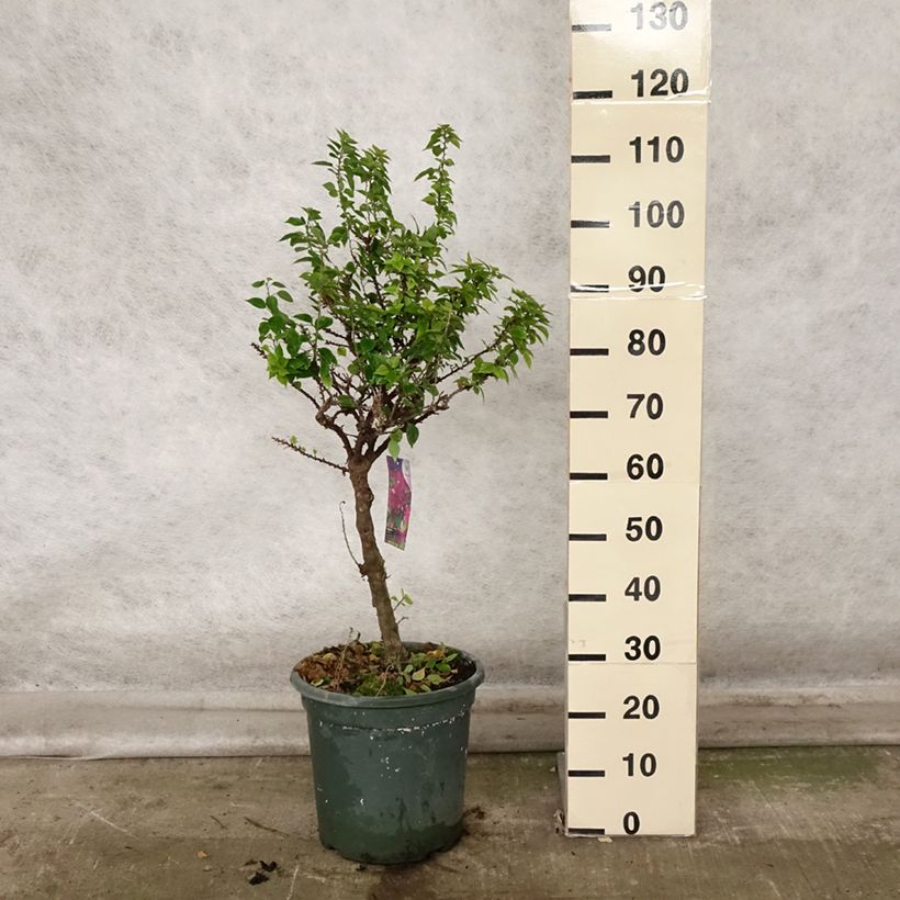 Spécimen de Bougainvillier Mini Thaï Pot de 12L/15L, Tige de 60 cm tel que livré en automne