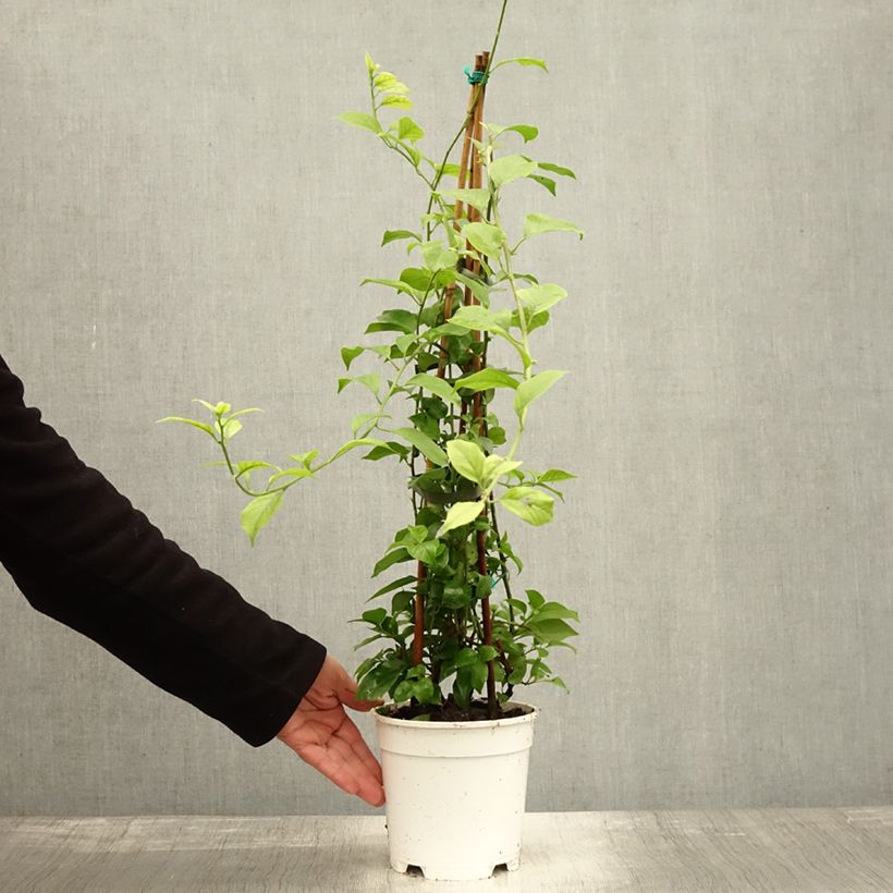 Spécimen de Bougainvillier spectabilis Blanc Pot de 2L/3L tel que livré en automne