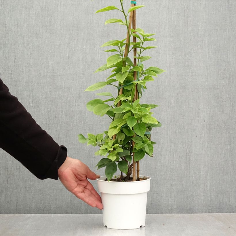 Spécimen de Bougainvillier spectabilis Blanc-rose Pot de 2L/3L tel que livré en automne