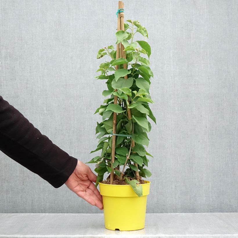 Spécimen de Bougainvillier spectabilis Jaune Pot de 2L/3L tel que livré en automne