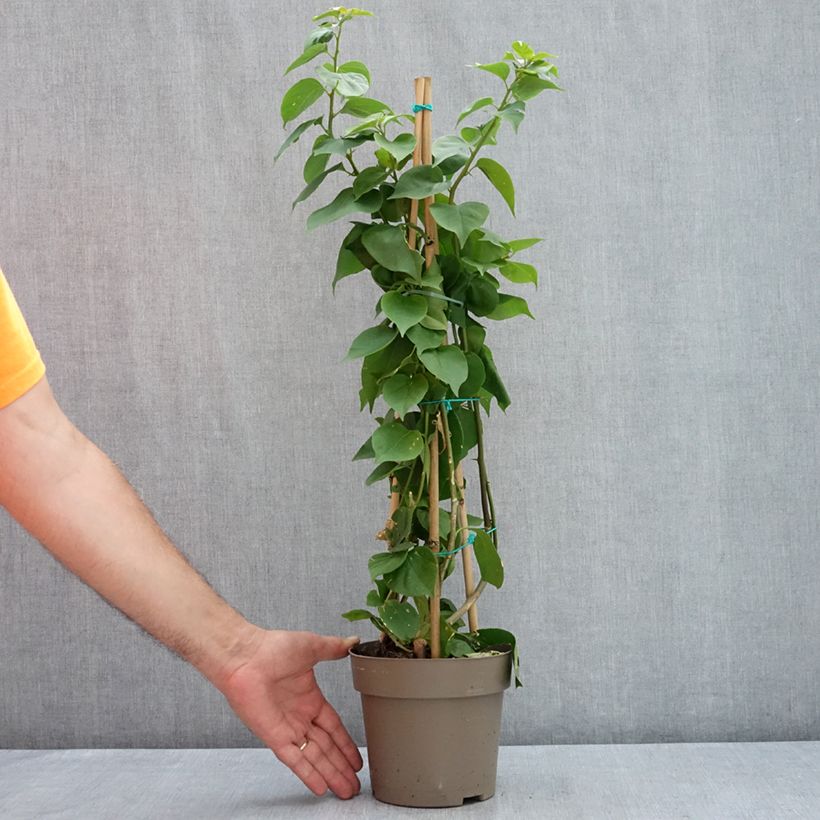 Spécimen de Bougainvillier spectabilis Orange Pot de 2L/3L tel que livré en été