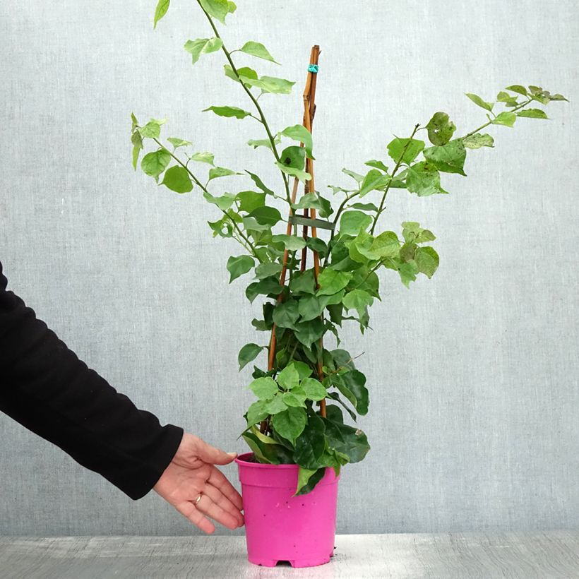 Spécimen de Bougainvillier spectabilis Pourpre violacé Pot de 2L/3L tel que livré en automne